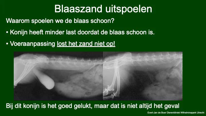 Een rntgenfoto van konijnen met blaaszand.